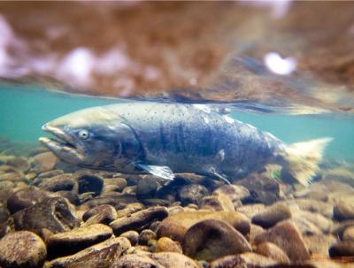 Salmon Recovery in the Lower Columbia